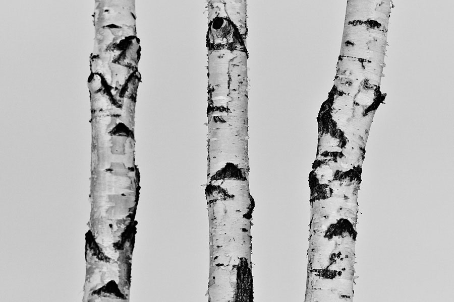 birch