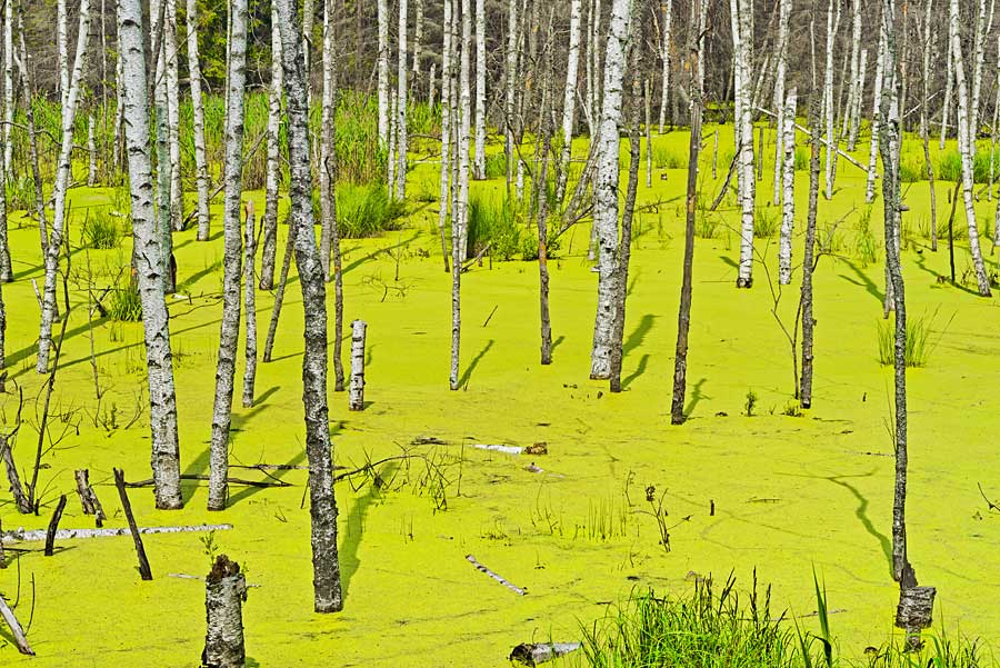 birch in fluid grass