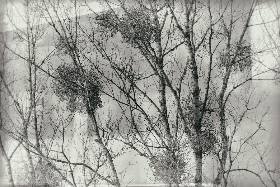 mistletoe 01