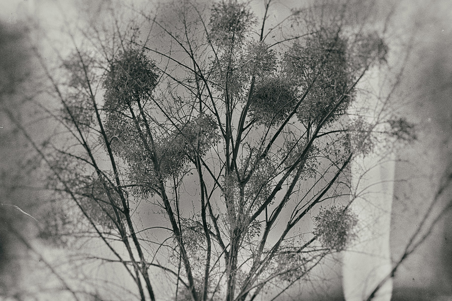 mistletoe 02