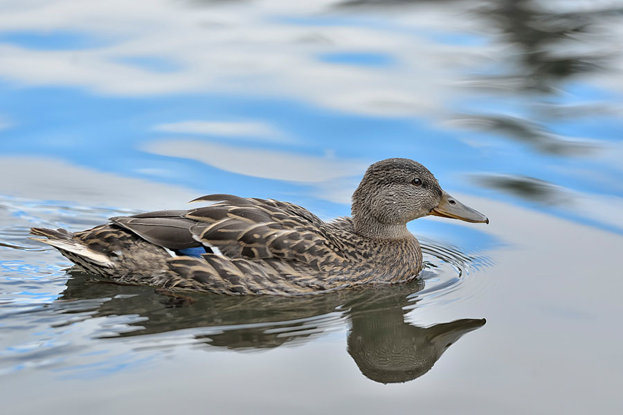 blue duck